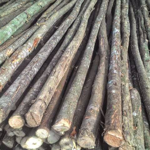 Kayu Dolken